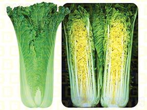 青麻葉類型-德高青華58-大白菜種子-德高種業(yè)