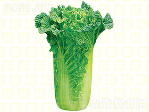 青麻葉類型-德高青華50-大白菜種子-德高種業