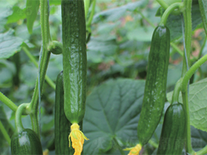 �yһ808-�S�ϷN��-����