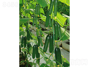 �G��9006-�S�ϷN��-����