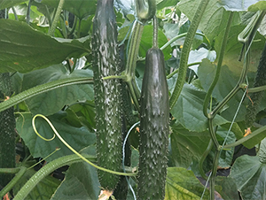 ����519C-�S�ϷN��-����