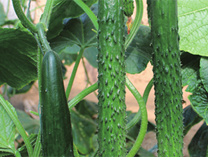 ����619-�S�ϷN��-����