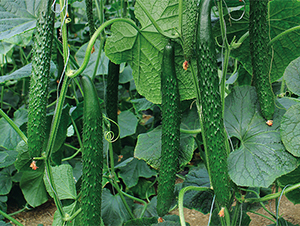 ����519-�S�ϷN��-����