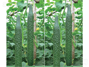 �G��-�S�ϷN��-����