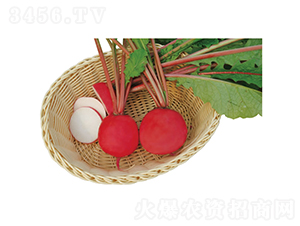 ����t��-�}���N��-�c�l��ʢ