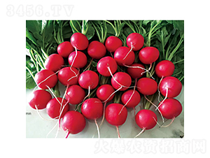 �t��ʯ-�}���N��-�c�l��ʢ