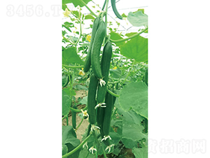 �c�n27-�S�ϷN��-�c�l��ʢ