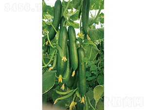 �c�n1814-�S�ϷN��-�c�l��ʢ