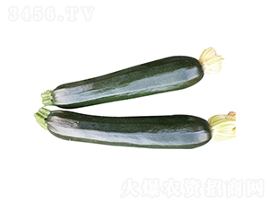 ����-�����J�N��-�c�l��ʢ