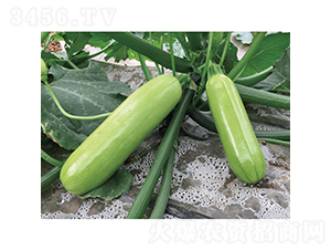 �G����-�����J�N��-�c�l��ʢ