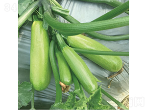 �GС��-�����J�N��-�c�l��ʢ