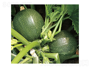 ī��-�����J�N��-�c�l��ʢ