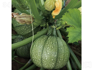 ����-�����J�N��-�c�l��ʢ