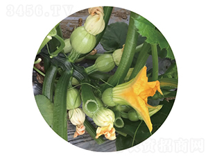 С�޵�-�����J�N��-�c�l��ʢ