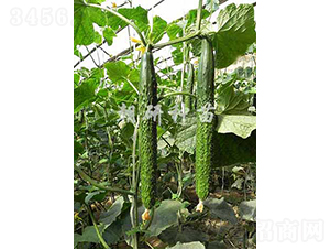 ����605-1-�S�ϷN��-���зN��