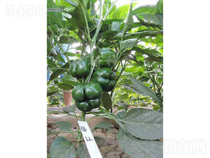 ��52-�𽷷N��-���зN��