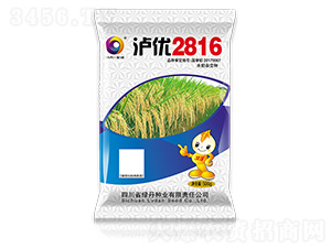 瀘優(yōu)2816-金色綠丹
