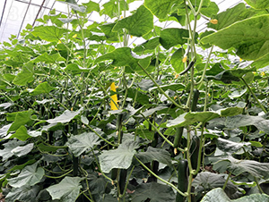 ����-�S�ϷN��-����