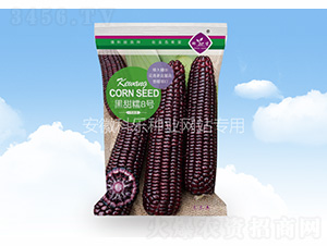 黑甜糯8號-科樂種業