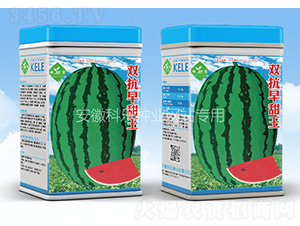 雙抗早甜王-科樂種業