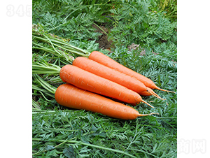 �����أ�55-205��-�}���N��-���r�r�I