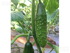 ����̖-�S�ϷN��-���r�r�I