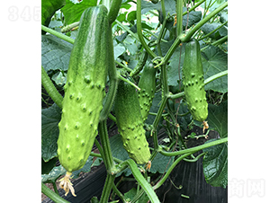 ���r�G��9̖-�S�ϷN��-���r�r�I