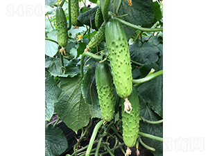 ���r�G��1̖-�S�ϷN��-���r�r�I