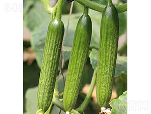 ����-ˮ���S�ϷN��-���r�r�I