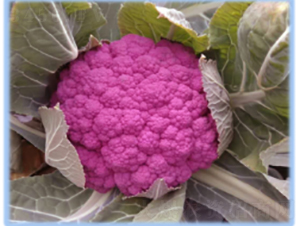 �|��֮�ϸ��{�N��-�r(n��ng)�ƷN��