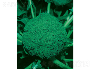 ���G��̖���{�N��-�r(n��ng)�ƷN��