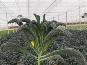 �ڃ�(y��u)���¸��{�N��-�r(n��ng)�ƷN��