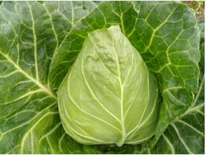 ����158���{�N��-�r(n��ng)�ƷN��