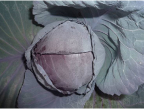 ���ϸʸ��{�N��-�r(n��ng)�ƷN��