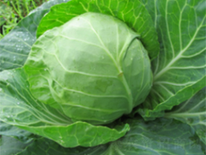 �A�G���{�N��-�r(n��ng)�ƷN��