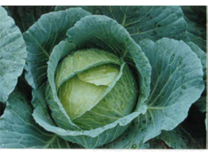 ����16���{�N��-�r(n��ng)�ƷN��