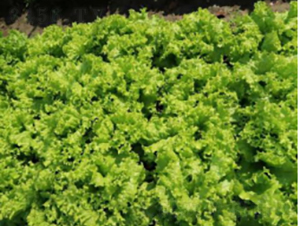 ���x��̖��˷N��-�r�ƷN��