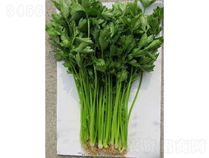 ������һ̖-�۲˷N��-�r�ƷN��