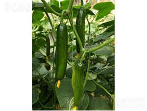 ����609-�S�ϷN��-�r�ƷN��