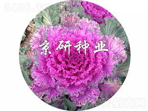 ���ڼt6̖-���{�N��-���зN�I(y��)