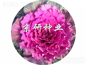 ��ɏ�t2̖-���{�N��-���зN�I(y��)