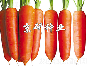 �A�u208-���}���N��-���зN�I(y��)