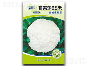 ������65��-��Ҭ�˷N��-�Ƞ�