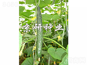 ���ж���1568-�S�ϷN��-���зN�I