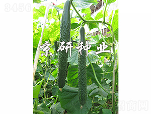 ���Ѓ���-�S�ϷN��-���зN�I