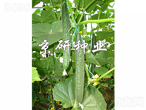 ����106-�S�ϷN��-���зN�I