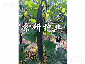 ���S459-�S�ϷN��-���зN�I