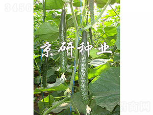 ����109-�S�ϷN��-���зN�I