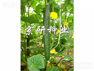 ���д���1567-�S�ϷN��-���зN�I