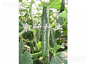 ���оG��1249-�S�ϷN��-���зN�I